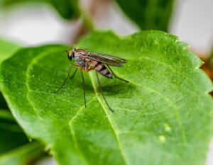 mosquito, insect, sting, leech, mosquitoes, malaria, infectious, leaf, green, nature, summer